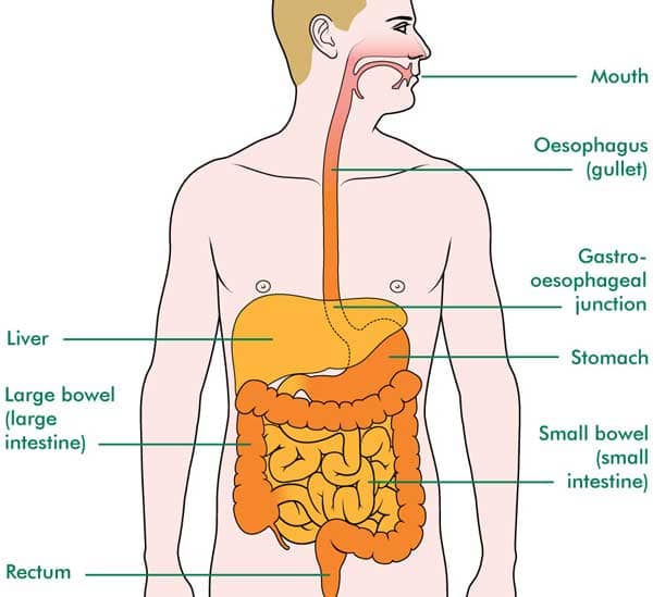  Oesophagus Cancer Treatment in India