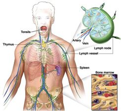 Types of Lymphoma Cancer
