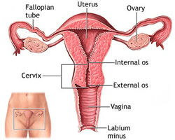 Minimally Invasive Hysterectomy Surgery