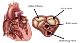 Minimally Invasive Valve Surgery