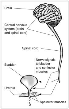 functioning of the bladder