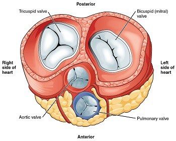 Cardiac Valve Replacement