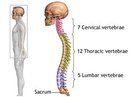 The Spine