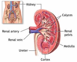  What You Need to Know about Kidney Disease