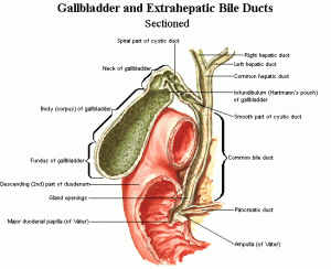  Types of Gallbladder Cancer Treatment  at World Class Hospitals in India
