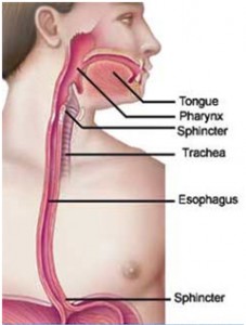  What You Need To Know About Esophageal cancer – Esophageal cancer Treatment in India