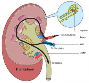  10 Top Habits which lead to your Kidney failure – How to avoid CHRONIC KIDNEY DISEASE (CKD)